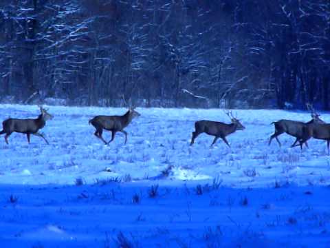 Herten in de vrije natuur