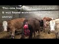 Replacing A Prolapsed Uterus In A Cow  - Towcester Veterinary Centre Farm Animal