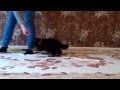 Движения, возраст 1 месяц