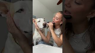 Doing my dogs makeup!!😱💄#dog #dogshorts #makeup #grwm #doglover #dogowner #pets 