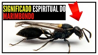 Qual O Significado Espiritual Do Marimbondo - O Presságio Do Marimbondo