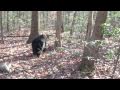 Chris Christie NO NEW JERSEY BEAR HUNT