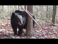 Chris Christie NO NEW JERSEY BEAR HUNT