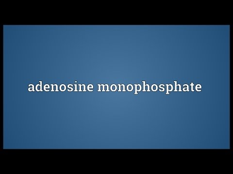 Header of Adenosine Monophosphate