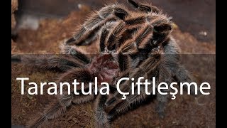 Tarantula Çiftleşme Çiftleştirme