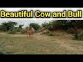 Bull And Cow Enjoy The Bull Farm | beautiful Village Cow and Bull Eating Grass | Beautiful Red Bull