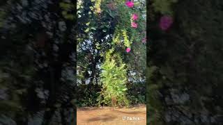 Tik Tok Terbaru Coco Lee Cewe Cantik Tk Tok Indonesia Viral 7