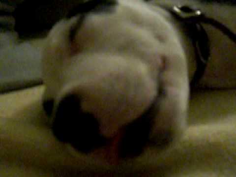 cute pitbull puppies pictures. pit bull puppy dreamingsooo