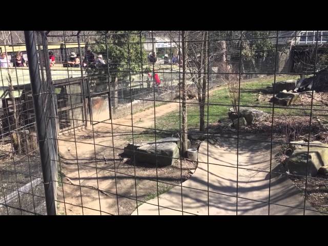 ‘Moron’ Jumps Over Fence At Tiger Exhibit At Zoo To Retrieve His Hat - Video