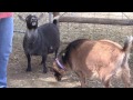 Backyard Dairy Goats