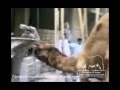 Qurbani Of Camel