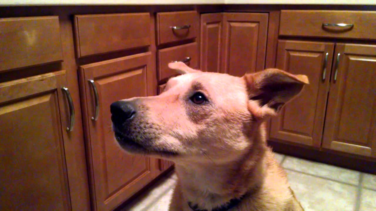 Dog Eating Peanut Butter In Slow Motion Dog Eating Peanut Butter In Slow Motion