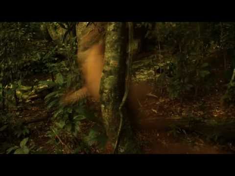 Tanto Video