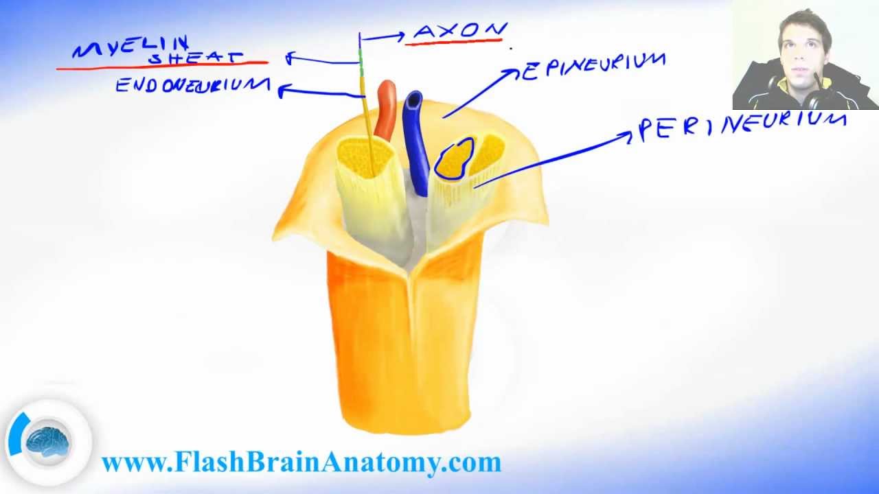Peripheral Nervous System Nerve Anatomy - YouTube