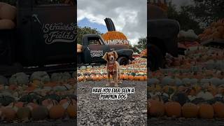 Can Your Dog Do This