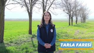 Tarla Faresi İle Mücadele Yöntemleri