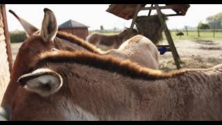 Donkey Meeting Girl Who Raised Him