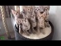 image Gokil Lucu Hewan Vidio Lucu Aksi Kucing Dan Anjing Xixxiixixiiii