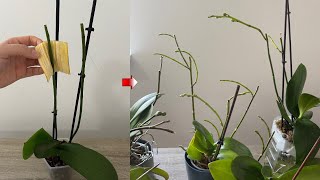Orkidelerin Bol Çiçek Dalı Çıkarması İçin Bunu Sürün! / Orkide Boğumundan Çiçek 