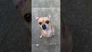 Turboroo Begging For Some Love