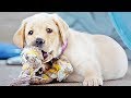 Pick of the Litter | official trailer (2018)