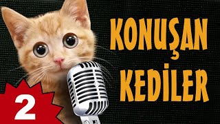Konuşan Kediler 2 - En Komik Kedi ları