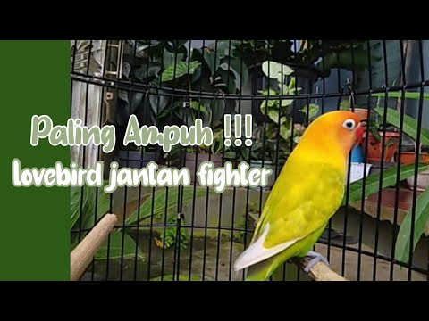 LB Jantan Fighter !!! Pancingan Lovebird Ngetik Ngekek Panjang !!!