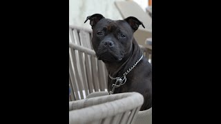 Luna Staffordshire Bull Terrier - Playing With Her Best Friend