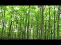 ブナ(八甲田) - ブナ林 - 0116A