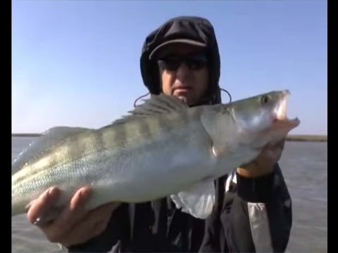 судак на енотаевке видео судак на енотаевке видео