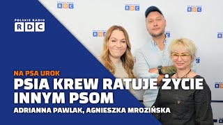 Bohaterowie Na Czterech Łapach. Psia Krew Ratuje Życie Innym Psom Na Psa Urok
