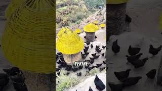 Siyah Tavukların Sırrı Çinliler Bu Kuşlardan Servet Kazanıyor