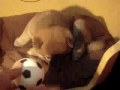 Shiba Inu puppies