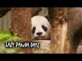 lazy panda