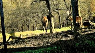 Farma Jelena I Muflona - Štrigova Grabrovnik Cigojščak Foto,Video Mont.m.n.