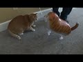 Bert the Cat vs Cat Balloon