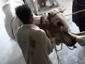 Eid ul azha qurbani