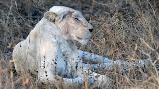 White Lions in the Wild - Extremely rare sighting