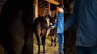 Donkeys Live Among Donkeys And Horses 420