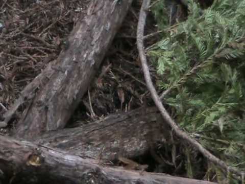 Big Sur Sykes Hot Springs. Video About Sykes Hot Springs