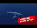 10 САМЫХ ОПАСНЫХ ТВАРЕЙ АВСТРАЛИИ 10 САМЫХ ОПАСНЫХ ТВАРЕЙ АВСТРАЛИИ