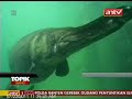 image Ik Antv Unik Ikan Berkepala Mirip Buaya