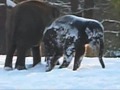 Little elephant playing in the snow, zoo Berlin