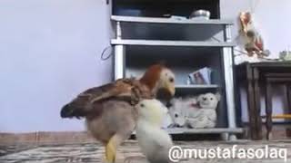 En- Iyi -10- Mustafa -Solaq -Videosu -Antep- Dublaj