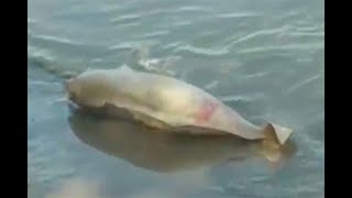 Hallan delfín rosado muerto en una orilla del río Arauca | Noticias Caracol