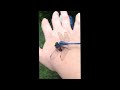 Dragonfly eating a horsefly