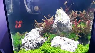 Monte Carlo Carpet, Eleocharis Mini, Alternanthera Reineckii, Betta Fish. Tetra