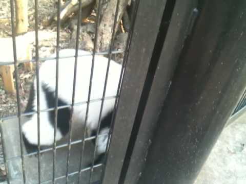 日本神奈川　夢見ヶ崎動物公園　YumemigasakiZoo KanagawaPref．，Japan