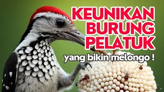 Fakta Keunikan Burung Pelatuk Yang Bikin Melongo