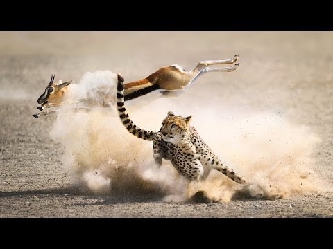 Kẻ săn mồi : Báo Ghê Pa - HD Thuyết minh tiếng việt